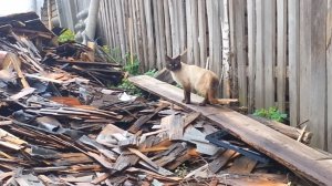 Осторожный кот