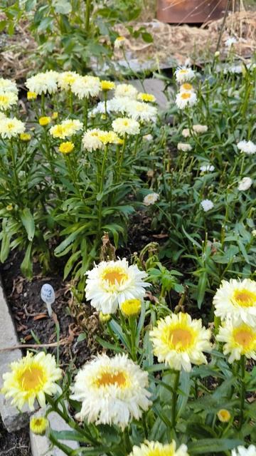 Нивяник ГОЛД РАУШ