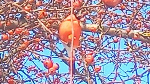 (5)Снегири в Городце