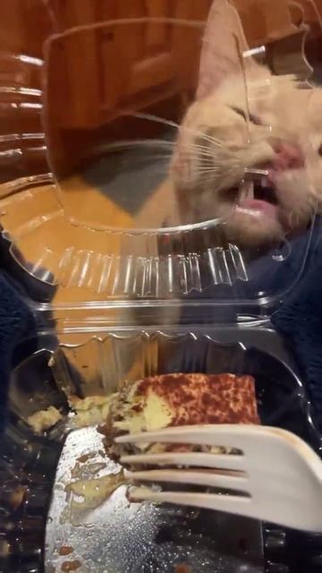 Как дайвер смотрит на акулу, которая кружит вокруг клетки с ним