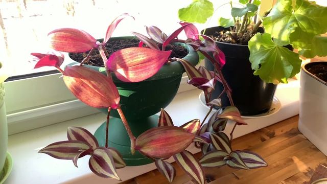 Традесканция