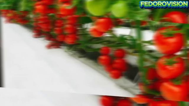 Минус 5 истребителей F-16 И 3 установки ЗРК Патриот.