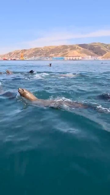 Сегодня обычный серый скучный день на Сахалине.