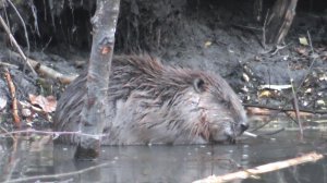 Снова в гостях у бобровой семейки ( Castor fiber )