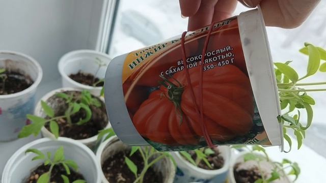 Снег не покидает нас, метет как Зимой