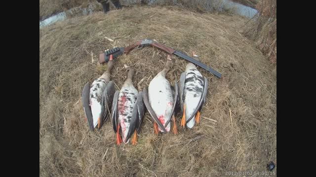 ОХОТА НА ГУСЯ, ДЕНЬ ОТКРЫТИЯ