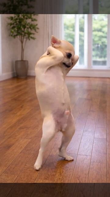 СМЕШНЫЕ КОТЫ 😺 2026 ЛУЧШИЕ ПРИКОЛЫ С КОТАМИ ,КОШКАМИ ,ЖИВОТНЫЕ,СМЕШНЫЕ ВИДЕО