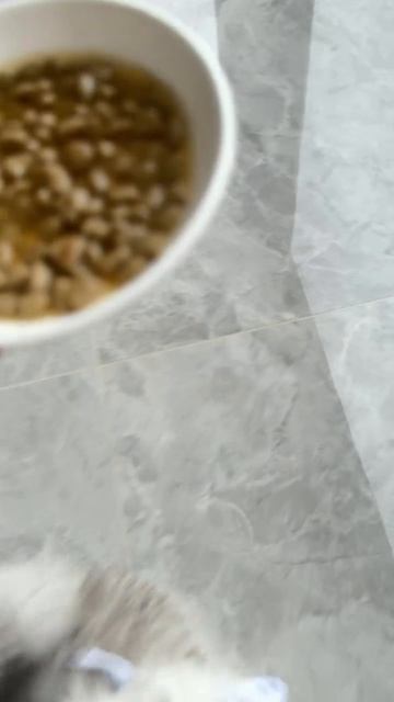 Кормим котенка