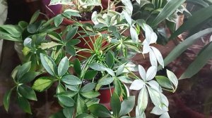 Укоренение черенков варигатной Шефлеры Герды