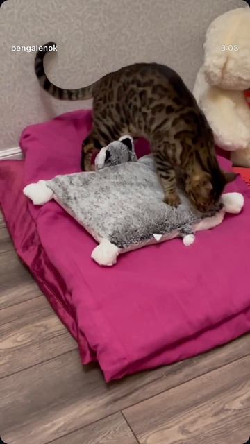 #bengal #cat #bengalcat