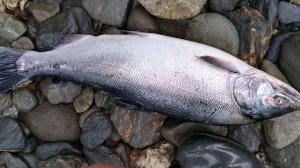 Рыбалка на камчатской реке Быстрая, часть 1