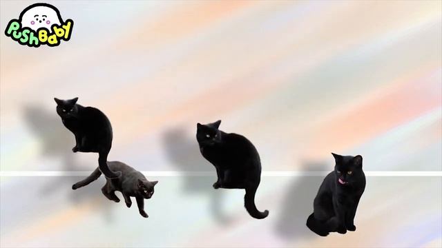 3 Watch'em Fall  Dancing Kittens  PushBaby Official