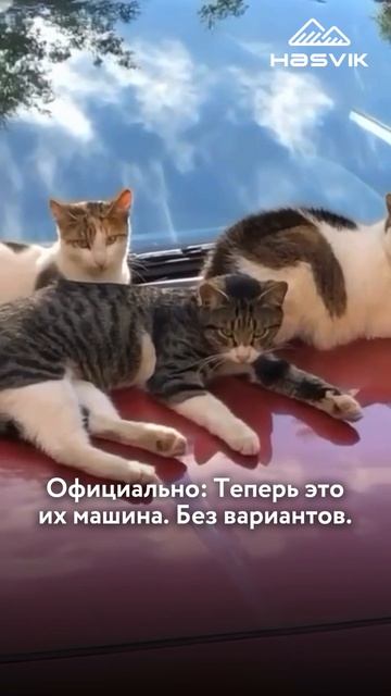 Когда просто вышел на минуту, а они уже оформили дарственную... 😂