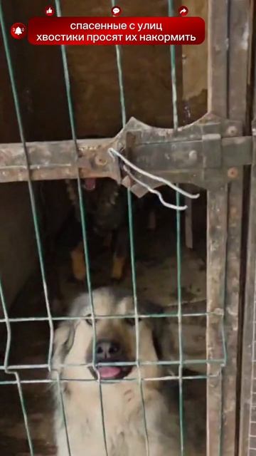 SOS ИМ НУЖНА ПОМОЩЬ