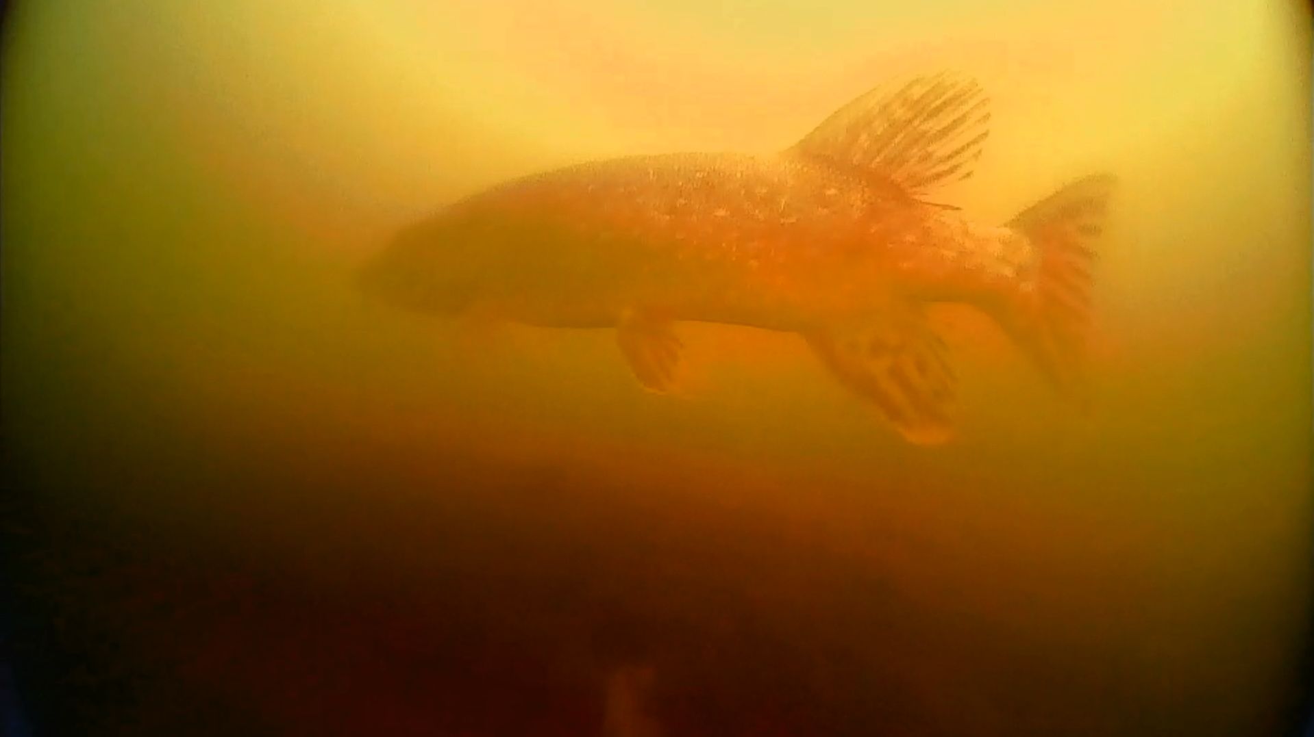 Ни одна рыба не пострадала 18.04.2026 🎣🐟😄