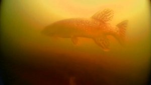 Ни одна рыба не пострадала 18.04.2026 🎣🐟😄