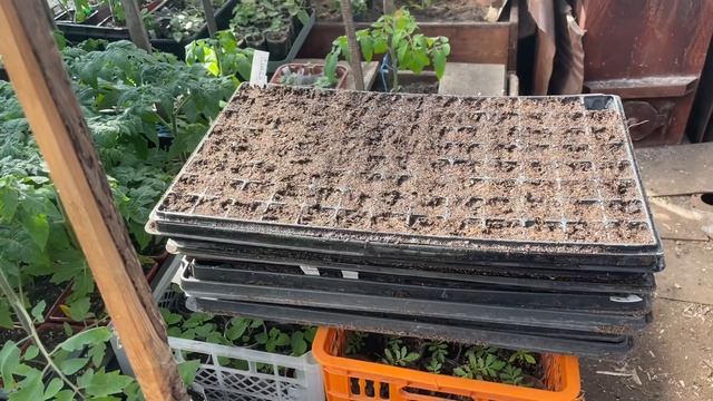 🏡 Огородно-тепличный Vlog. Сею капусту на рассаду. Переваливаю Хризантему Мультифлора и Георгины.