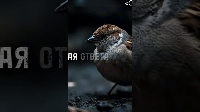 Обида воробей ............