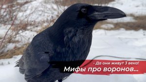 О чем молчат вОроны? Подготавливаем участок к лету и запасаемся осиновой корой
