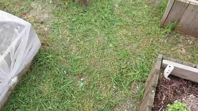 Тест триммера с ножами, форточки в теплицу и провокация органикой