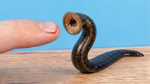 Мой новый питомец - Кровожадная Пиявка! Чем ее кормить? 😱