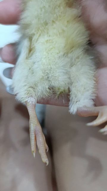 Куриная жизнь.