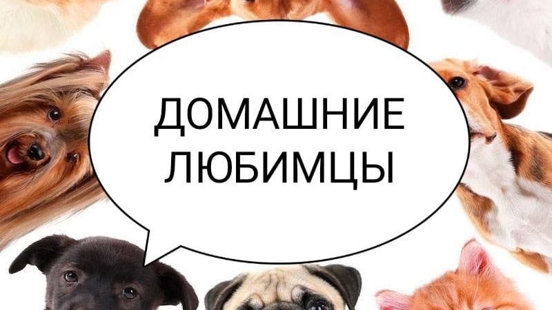 Домашние любимцы . Занятие от 17.04.2026. Педагог Дарченко Татьяна Олеговна