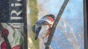 (1)Самый смелый снегирь