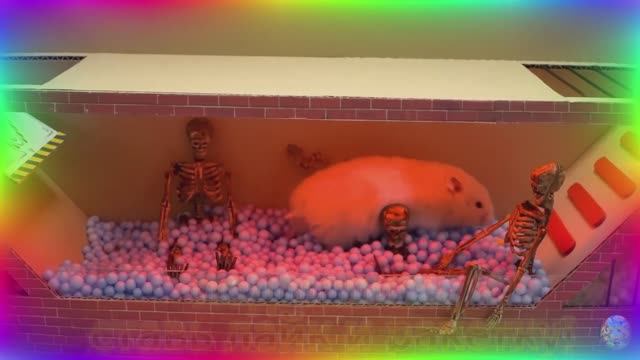 ⚡ Самые быстрые хомяки в истории, Сборник безумных испытаний в лабиринте! серия 2