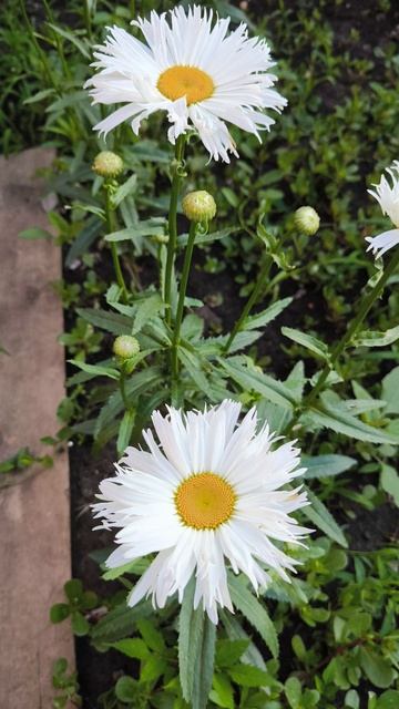 Нивяник РУССКАЯ КРАСАВИЦА