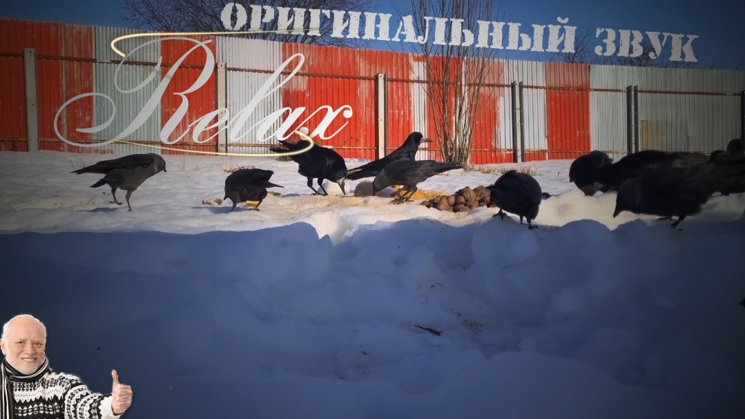 Звуки зимней природы: кормятся вороны