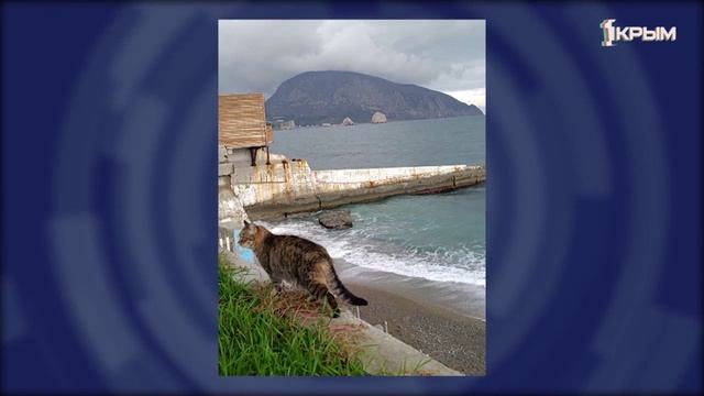 Клуб Шико.Ползающие питомцы. Выпуск 18.04.26