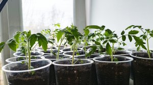 18.04.26 Рассада томатов спустя неделю после пикировки.Хорошо подрасла