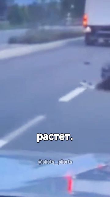 слабоумие или отвага?