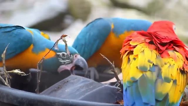 САМВЕЛ АДАМЯН, ОБЗОР ОТ ОЛЬГИ, У КОЛИ СЕРЬЁЗНЫЕ ПРОБЛЕМЫ, ЕДЕТ К ВРАЧУ..
