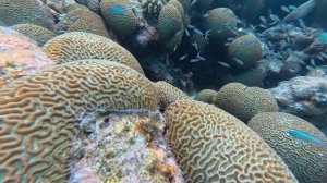 14. Мальдивы 2025. Остров Тодду. Мурена