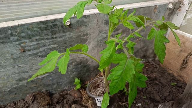 Герой или мученик. Сравнение с рассадой которая живет в стакане