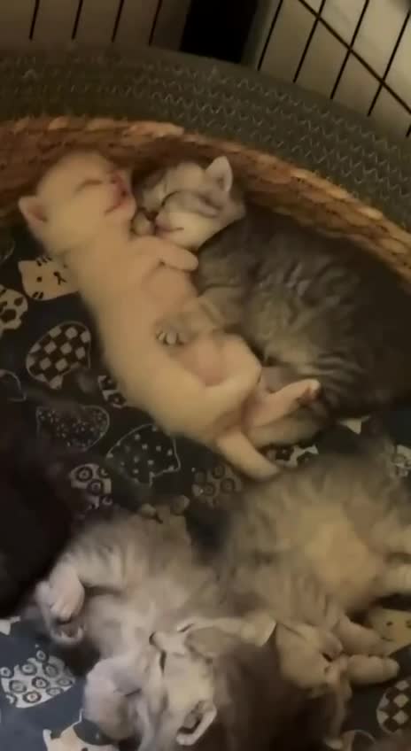 #Милые #видео #животные