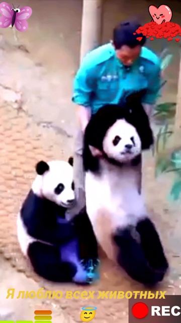 Животные приколы и не только😅