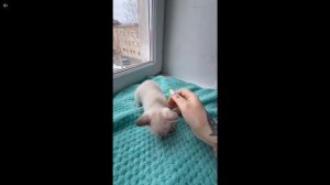 Котята питомника кошек  СЕВЕРНЫЙ САПФИР