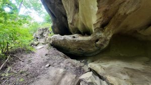 Symphony of Forest Bird Singing  • Relaxing soundscape for deep sleep