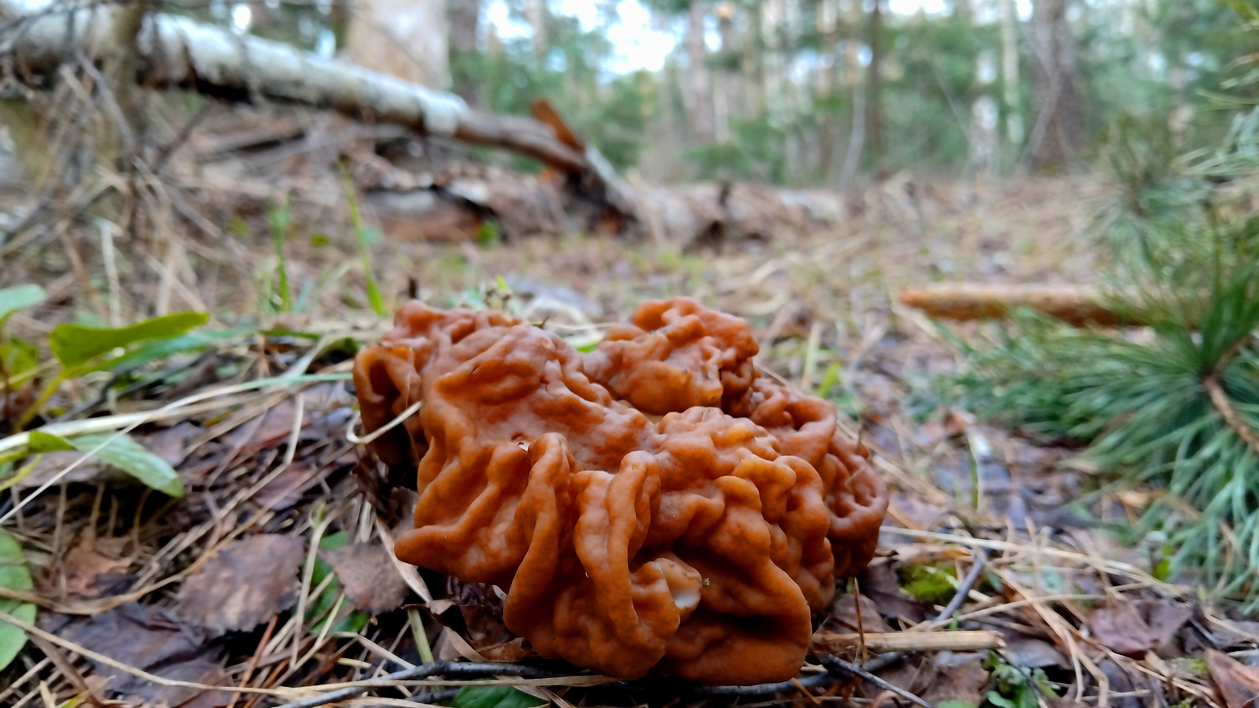 ГРИБ СТРОЧЁК