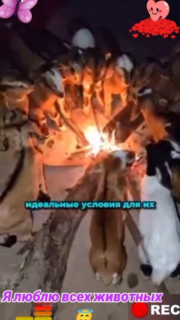 Животные приколы и не только😅