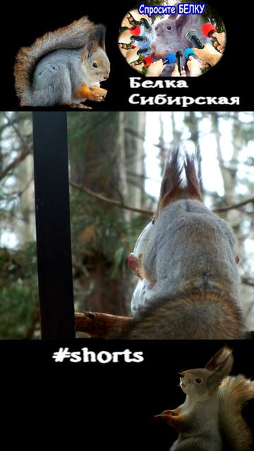 Белка сидит на кормушке в пасмурную погоду