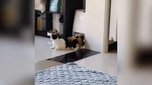 Смешные животные