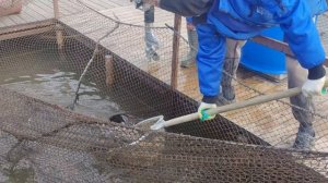 запуск форели