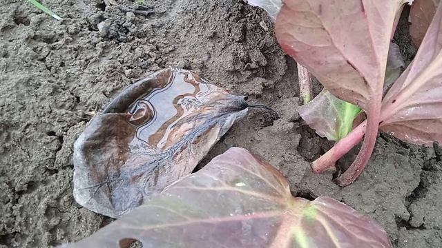 Бадан: показываю какие листья нужно собирать для чая весной