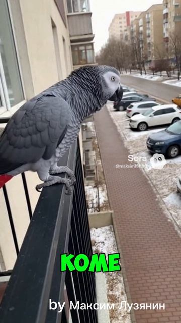 Попугай ругается #sora #ии #попугай #курьер #доставка #funny #юмор #прикол #угар #cute #birds