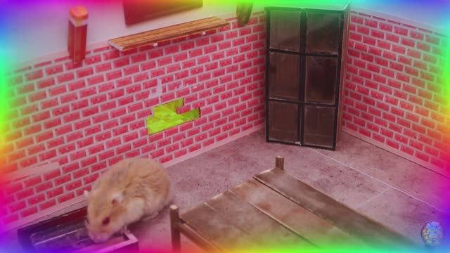 ⚡ Самые быстрые хомяки в истории, Сборник безумных испытаний в лабиринте! серия 6