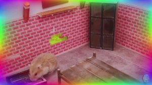 ⚡ Самые быстрые хомяки в истории, Сборник безумных испытаний в лабиринте! серия 6